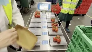Tomato on the Vine Packing - SelectMaster Combination Weigher  - 14ppm