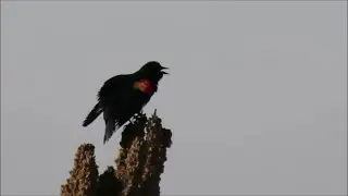 Male Red-winged Blackbird's Call and Plumage Display
