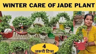 Winter care of jade plant सर्दियों में जेड प्लांट पर करें 4 जरूरी काम पूरी सर्दी पौधा हराभरा रहेगा 