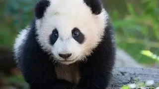 Panda Bear: Giant Animals for Children Kids Videos Kindergarten Preschool Learning Toddlers Sounds