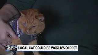 Oregon cat, 26, could go down in record books as world's oldest