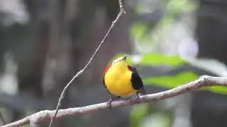 AVES DA AMAZ&Ocirc;NIA - rabo-de-arame (Pipra filicauda)
