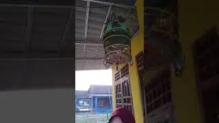 Kutut lokal ktb prokimal