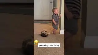 CUTE BABY AND HUSKY #husky #foryou #doglover #dogs #doglife #dogs #chewy #korgi#shorts