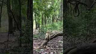 2mokeys #funnyvideo #monkey #animals #wildlife #shorts #reels