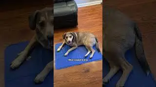 Are Cooling Mats Worth It for Dogs? | The Pack