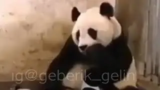 PanDa Şok komik derleme #2