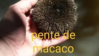 voc&ecirc; conhece o Pente de macaco? Escova de macaco? Apeiba?,  Pau jangada?...