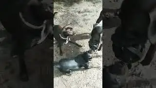 When you have one ball... and three dogs.  #dogshorts #cute #animalshorts