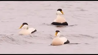 Common Eiders (Somateria mollissima) / Eiderenten [1]