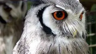 Endless Owl Evolution