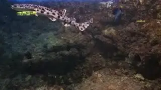 Acuario muniopol  Santa pola Alicante
