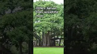 frywood trees spread the most