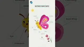 Butterfly Body Parts #vocabulary #butterfly #englishwords #learnenglish