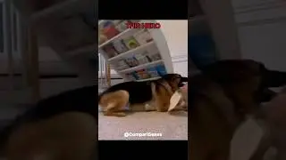 These Dogs Are Real Life Heroes!..💀