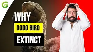 The Shocking Truth Behind Dodo Extinction