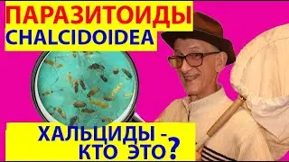 Паразитоиды, Хальциды, Хальцидоидные Наездники (Chalcidoidea) - Кто Это ? Кто Такие Энтомофаги?