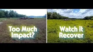 Too Much Impact? Regenerative Grazing Results After 35 Days Rest
