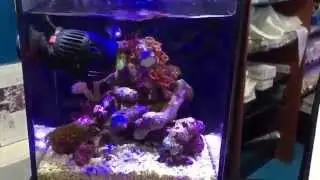 Smallest 1.5 Gallon Mini Nano Reef Saltwater Aquarium tank