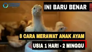 CARA MERAWAT ANAK AYAM Yang BAIK dan BENAR ‼️Umur 1 sampai 2 Minggu