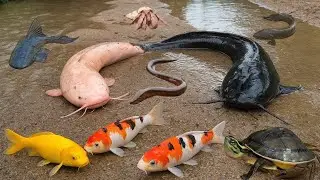 Menangkap Ikan Lele Besar Di Sungai Liar,Ikan Koi,Ikan Gabus,Ikan Betok,Ikan Cupang,Lele Albino,Belu