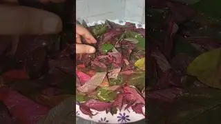 LaalMaatkibhaji 🍂🔥😋#nutritionalneeds #youtubeshorts##leafyvegitables#viralreel#monsoonspecial☔🌧️