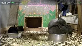 Bella Bunnies Giant Rabbits Intro Video