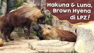 Lembang Park & Zoo | HYENA SI PREDATOR ANTAGONIS