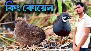 কিং কোয়েল পাখি পালন করে ভালো টাকা আমদানি/ King coil parki palon kore ato lov🦩🕊️🐦
