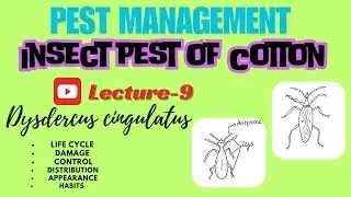 Dysdercus cingulatus | Red cotton bug | Red cotton stainer | Notes in description | Zoology