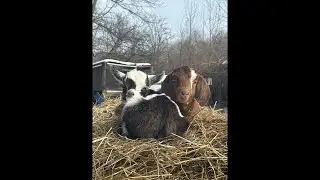 Livestreaming from the round bale @FloppyPharm #cutegoats #babygoats #babyanimal #love