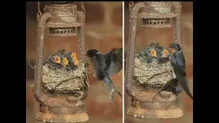 TOP 10 Unusual Bird Nests Built In The Weirdest Places