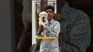 Quality Labrador puppy in Chennai#labradorpuppy#labrador#labpuppies#dogmarket#labradorretriever
