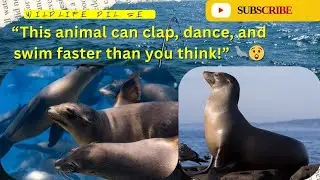 &ldquo;Sea Lion Amazing Facts 🦭 |Smartest Animals of the Ocean&rdquo;#SeaLion#AmazingFacts#AnimalFacts#OceanLife
