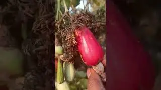 cashew nut #garden #nature #shorts #tree