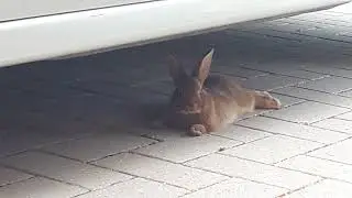 Mijn konijn loopt in het wild rond
