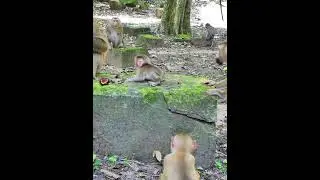 Aug-09-25 abandoned newborn , baby , monkey 023 #Lynx #babymonkey #monkey