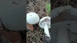 лесные шампиньоны