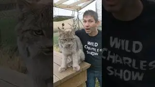 Рысь такая дружелюбная! #шорты #кошки