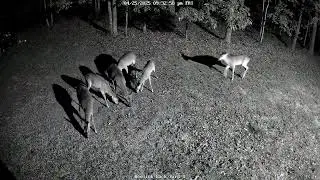 Six Deer Visiting at the Same Time - Notice Their Feeding Habits
