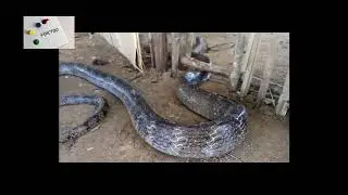 How to New Creative Awesome snake Trap Using Basket With Branches That Work 100% at Rice Field