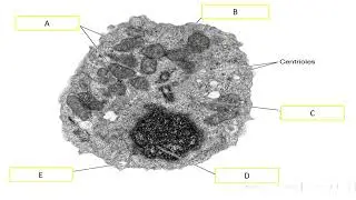 IB Biology Topic 1 Review Screencast