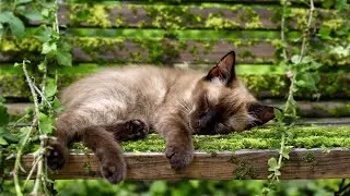 12 Hours of Calming Music for Cats 🐱 Stress Relief & Cozy Snowy Vibes