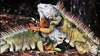 Iguana attacking while feeding