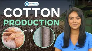 India's Cotton Production Crisis | Artificial Intelligence | Simran | UPSC CSE Preparation | Edukemy