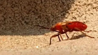 European firebug Kitpotongo