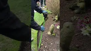 Smooth Lawn Borders and Crisp Sidewalk Edge Trimming Transformation 🌱 | #lawncare #trimming