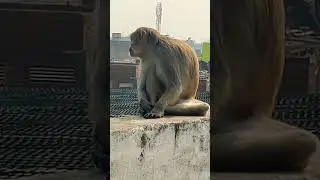 #FunnyMonkeyVideo #shorts