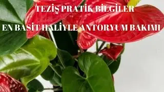 Antoryum çiçeği çoğaltma I Antoryum çiçeği bakımı l antoryum çiçek bakımı antoryum bakım