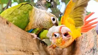Help me! I got bitten by a bird! : Green cheek conure nature relaxing sound.